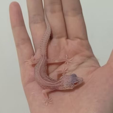 Custom Order Gecko Snow Storm Bell ( ST 25-1 )