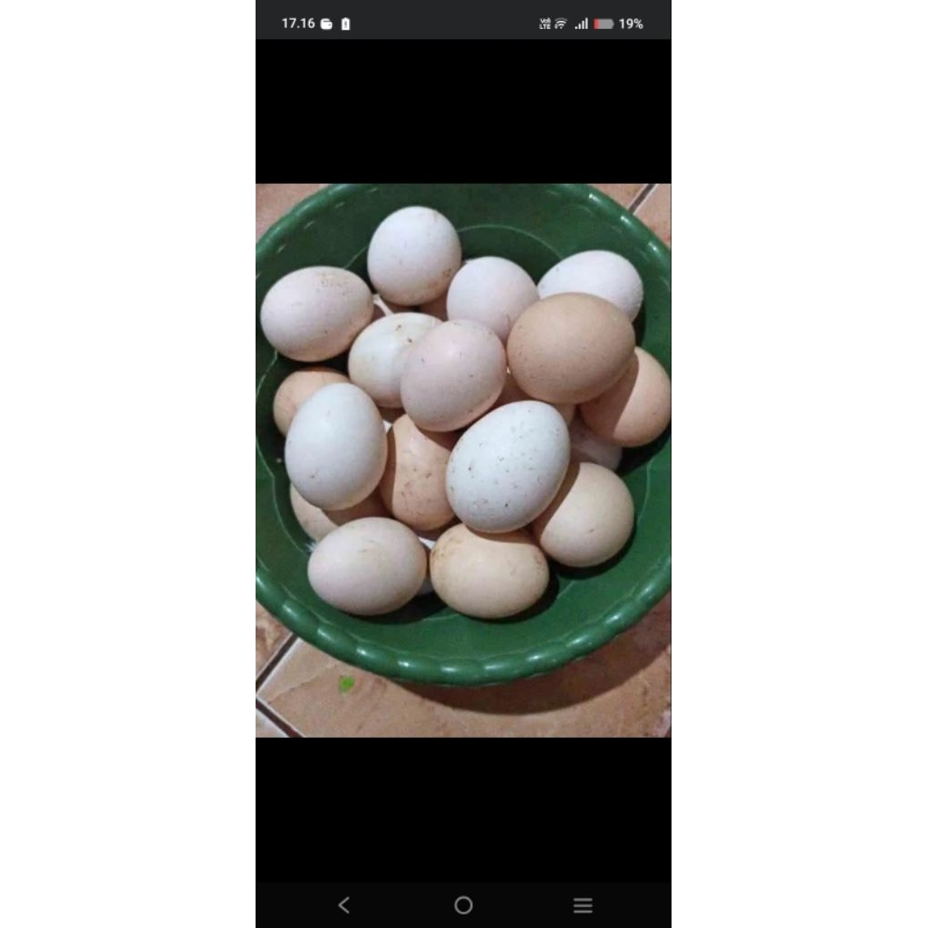 Telur fertil Ayam KUB