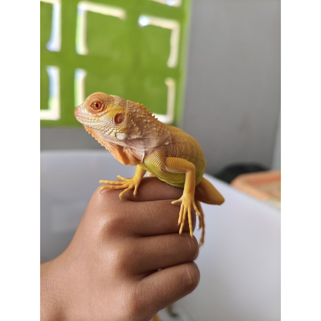Pelet iguana/ red albino