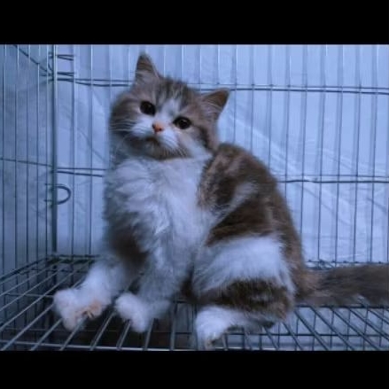 [Real Pict] betina munchkin NS (Non Standar/tidak cebol) kucing persia | munchkin | medium | kitten