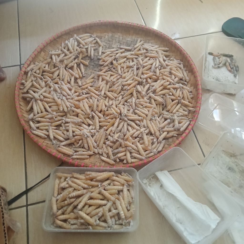 Pompong Pisang isi ( 10+ ) Umpan Mancing Musim Hujan