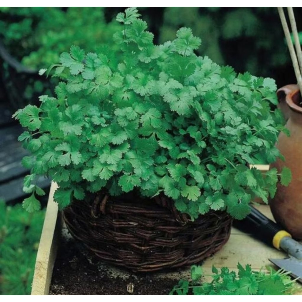 10 benih herbal ketumbar bibit tanaman sayur sayuran herbal bisa hidroponik / Banjarmasin / Kalimant