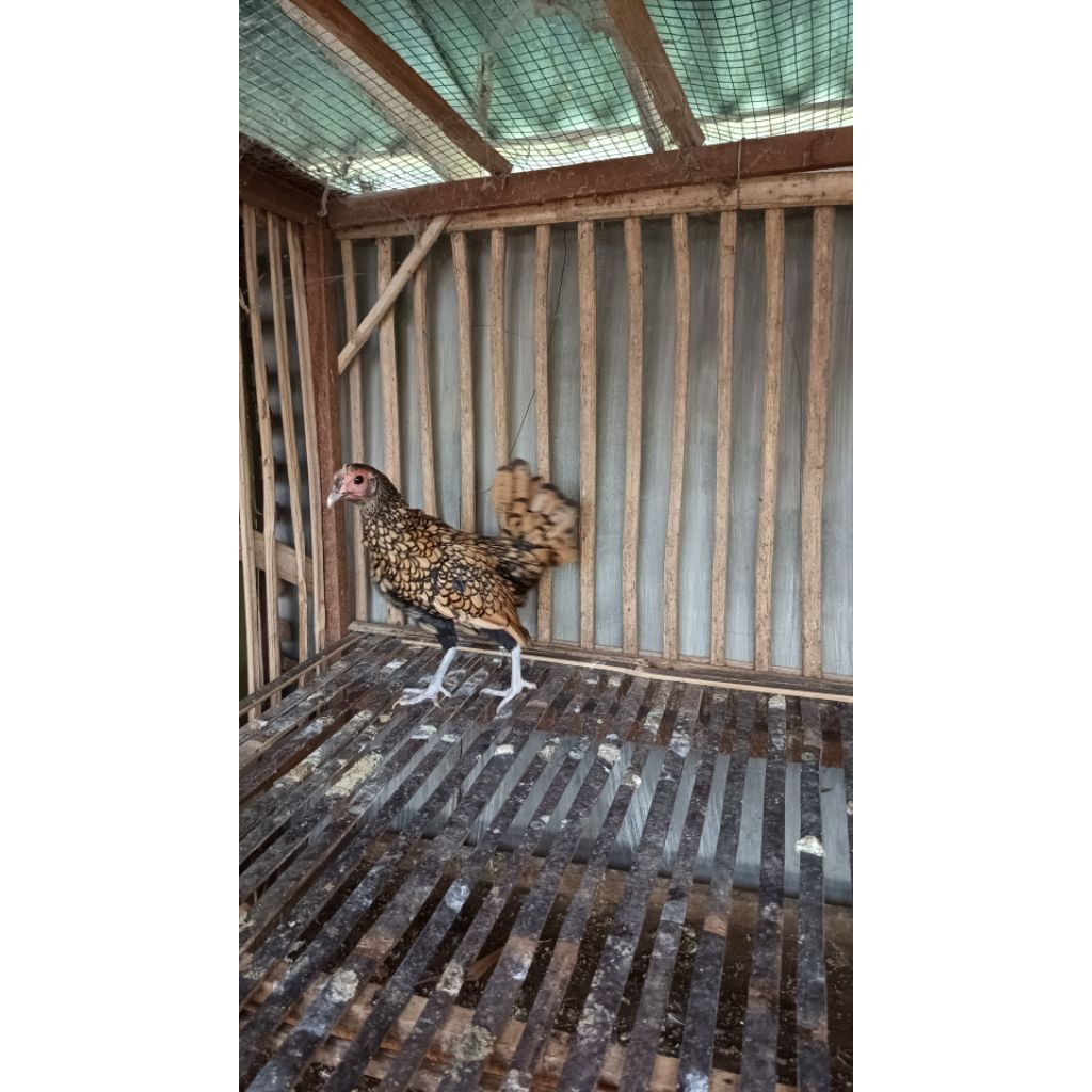 AYAM BATIK KANADA DEWASA. LUAR MAGELANG BISA CHAT DULU YA KA