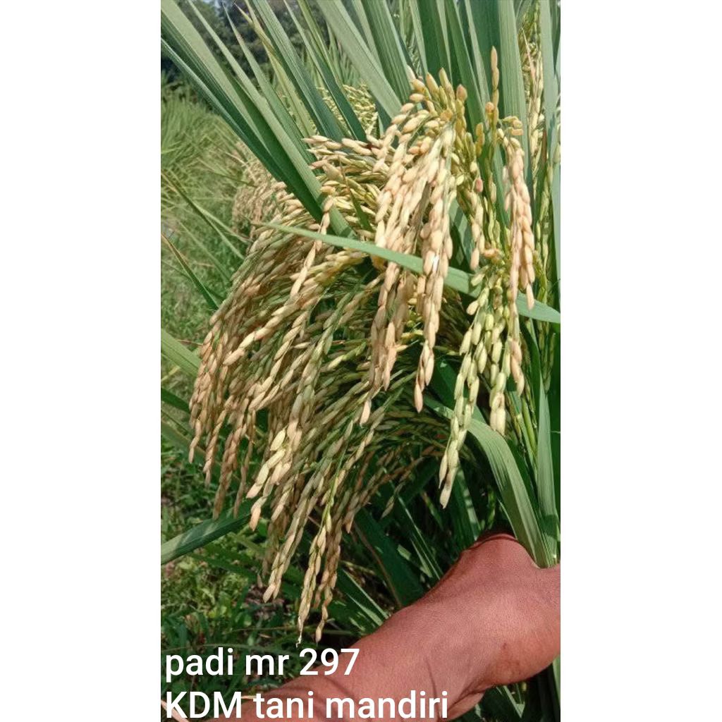 BIBIT PADI MR 297 KEMASAN 1 KG BIBIT PADI KUALITAS UNGGUL
