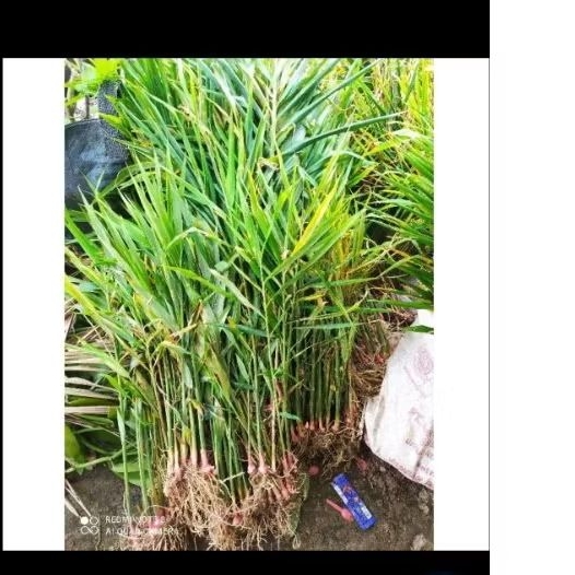Bibit jahe merah super siap tanam
