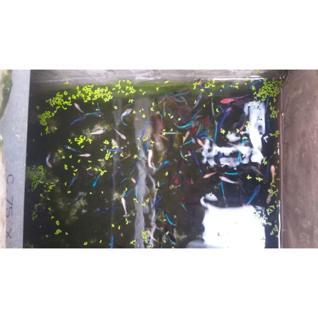 Plastik (Cupang dengan warnanya yang indah size S sampai M)