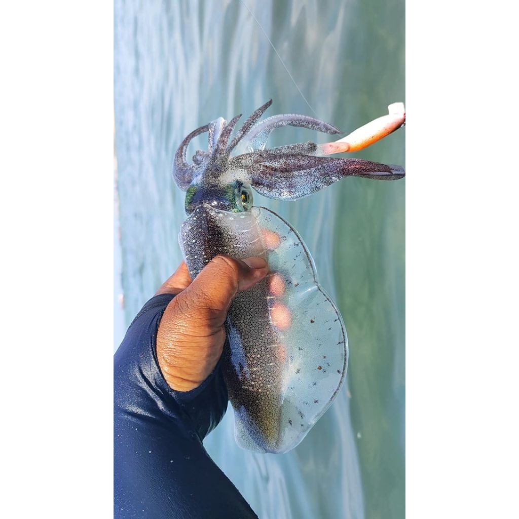 Egi umpan cumi2 squid jig Capella / umpan gacor/ umpan sotong/ umpan killer