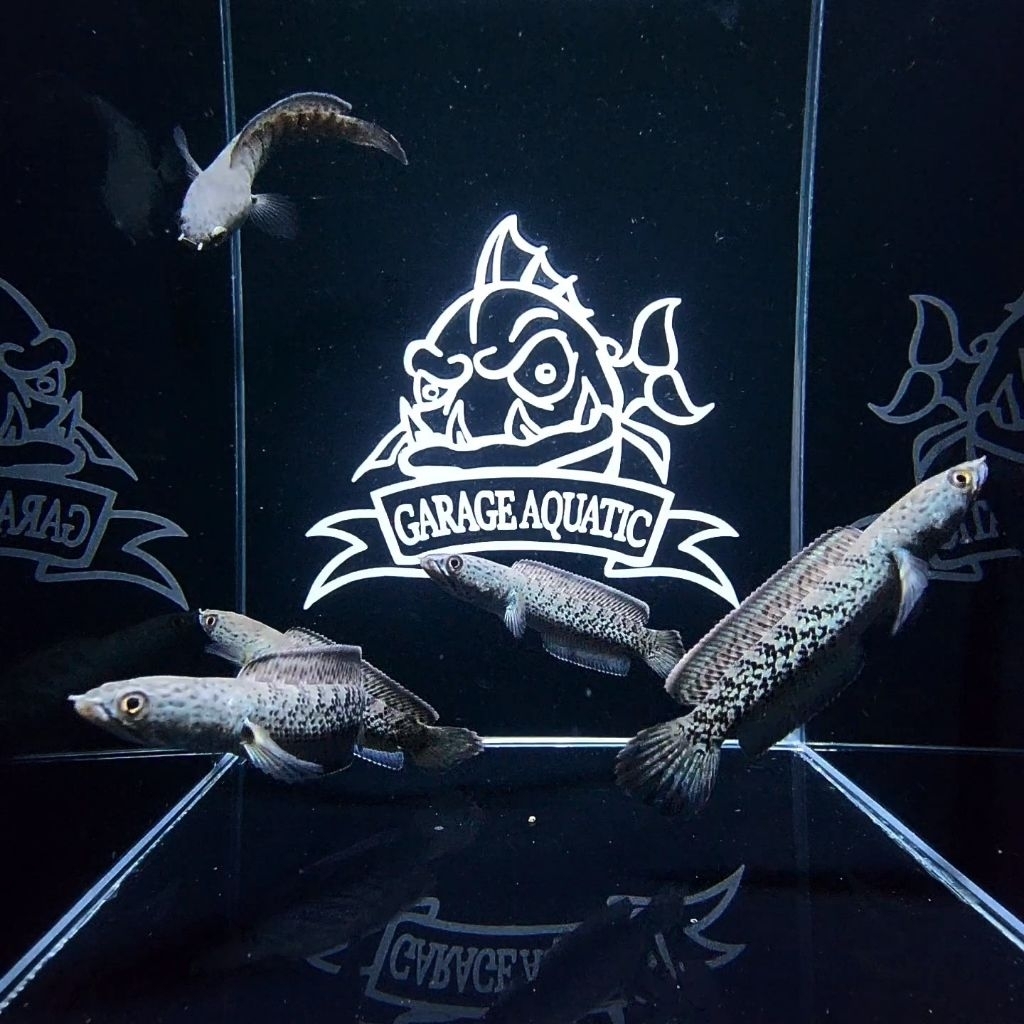 (INSTANT) CHANNA STEWARTI IKAN HIAS PREDATOR AQUARIUM KOLAM