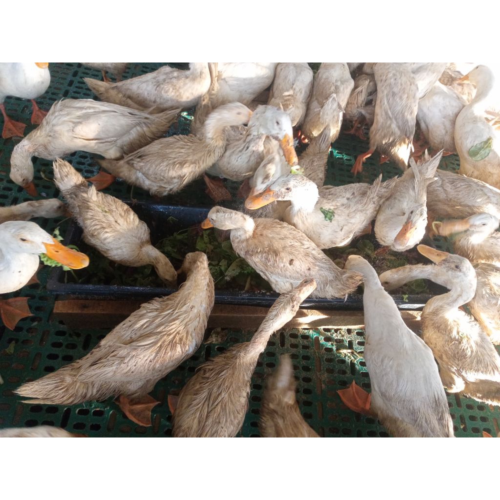 bibit bebek petelur, packing, pedaging