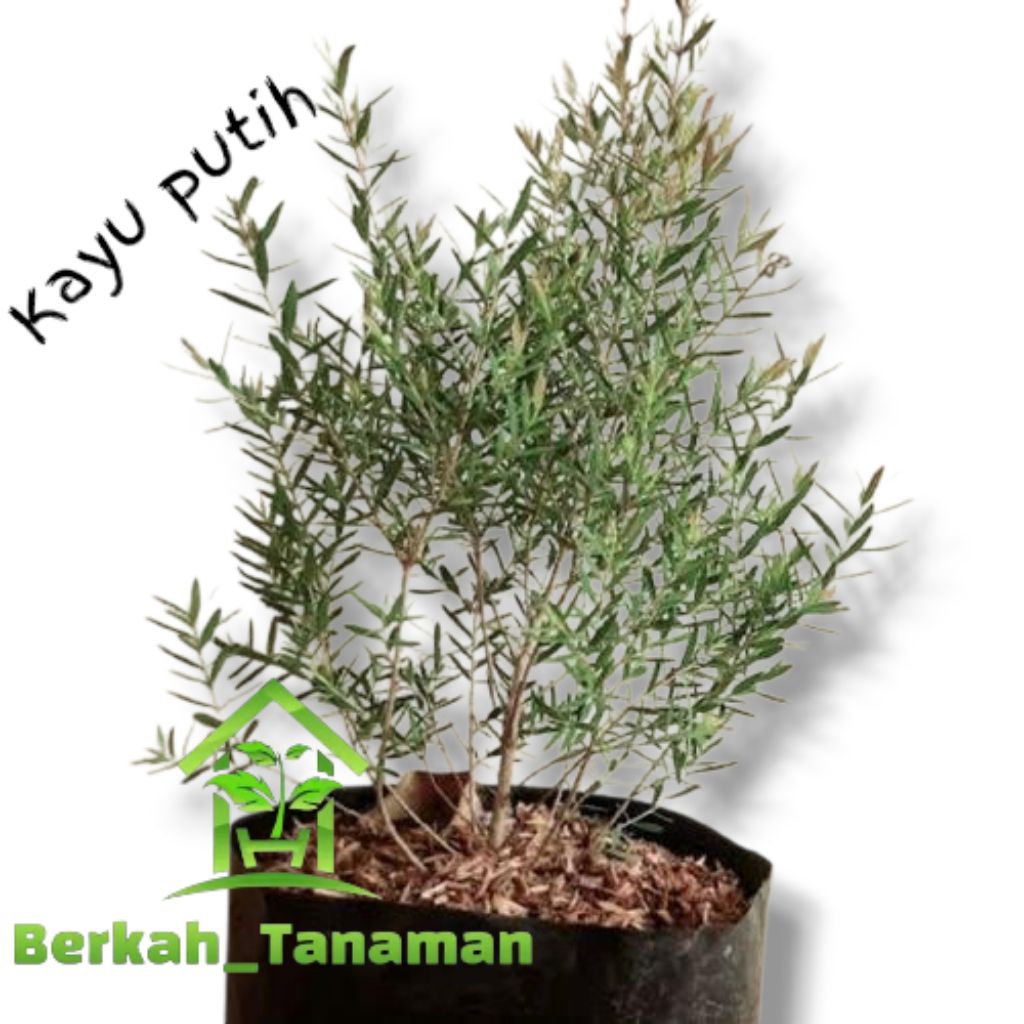 bibit pohon minyak kayu putih - minyak kayu putih - tanaman minyak kayu putih