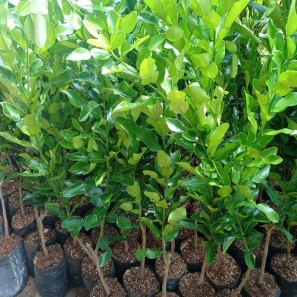 bibit daun jeruk purut