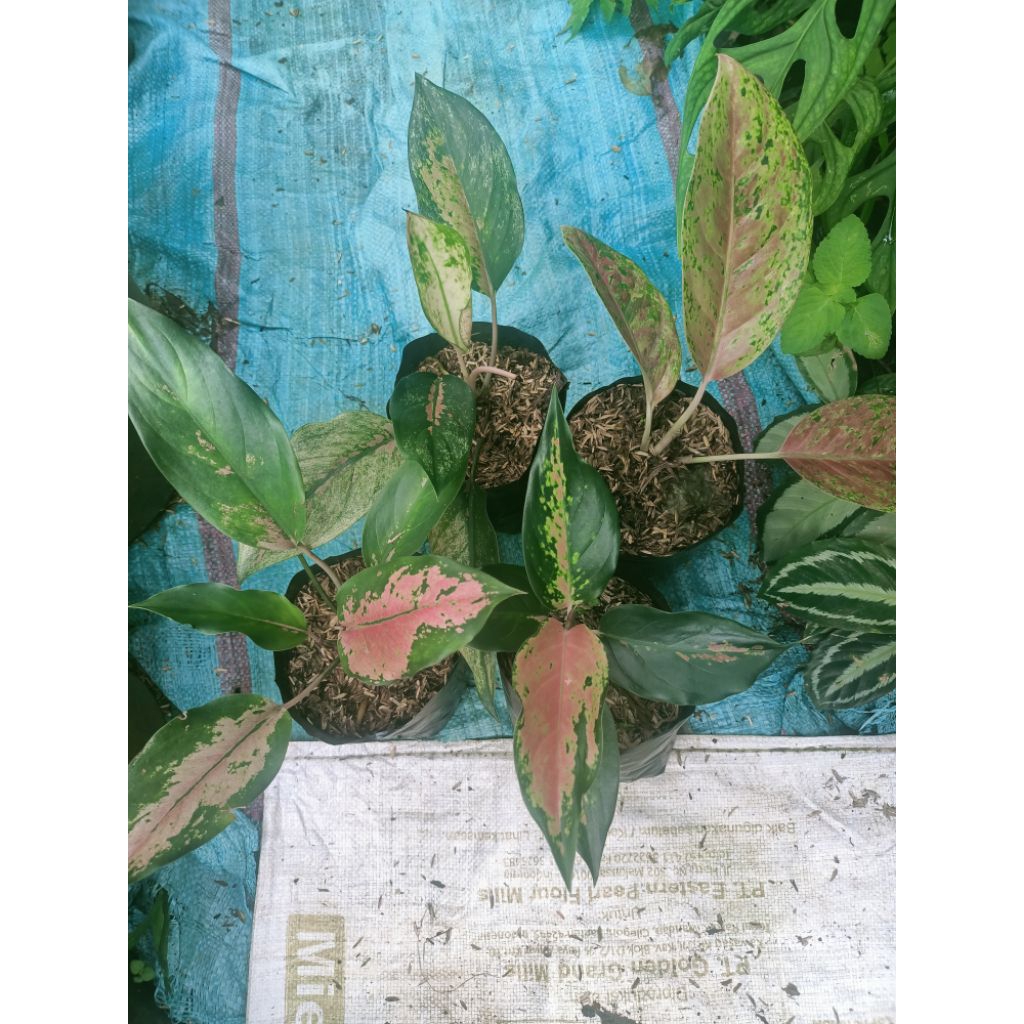 aglonema murah-paket 4 pot aglonema