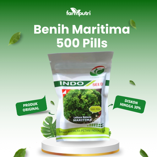 Benih Selada Maritima 500 Pills Original Indo Seed Exp Lama