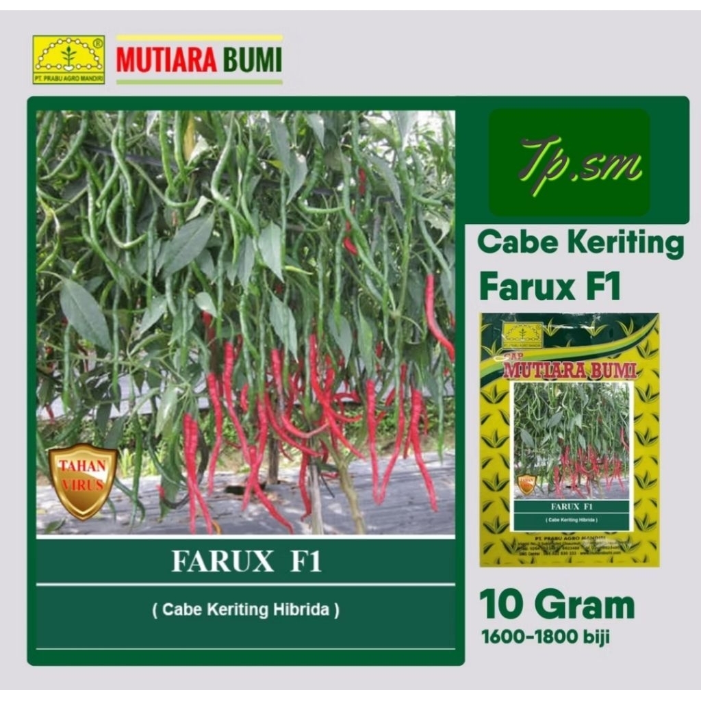 Benih Cabai Merah Keriting Tahan Virus FARUX F1 - 10 gram // Bibit Cabe Tahan Gemini Virus Kuning Va