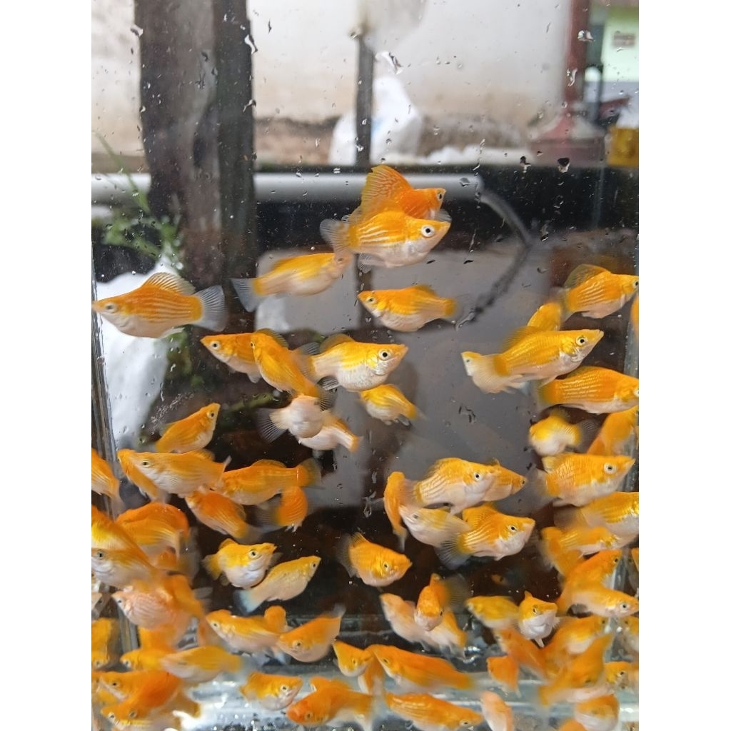 Molly Balon Thailand (10 ekor)