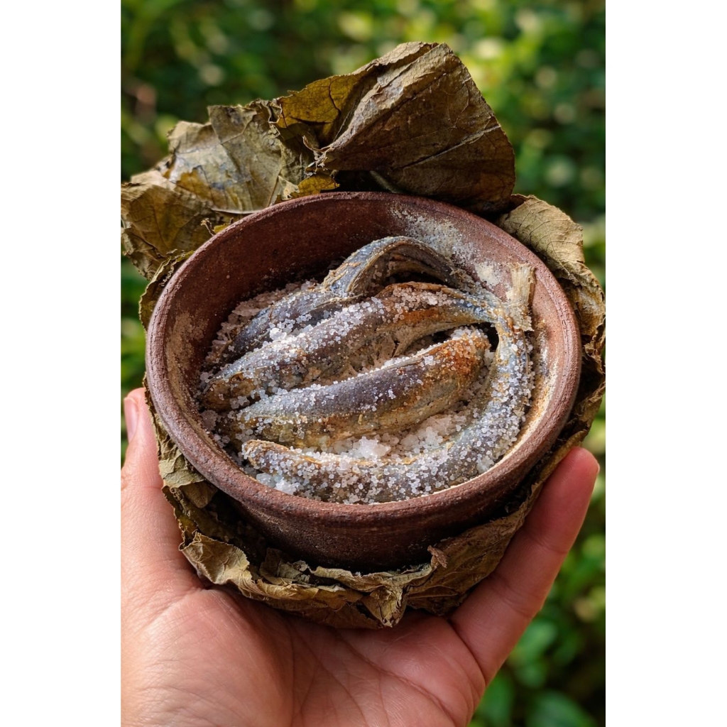 ikan asin pindang Gendhok/kendil (asli bawean & Tuban) kualitas terbaik