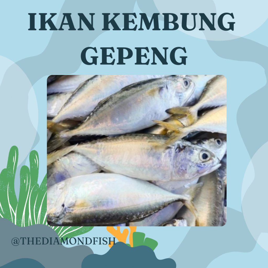 Ikan Kembung 1Kg Kembung Segar Ikan Kembung Gepeng