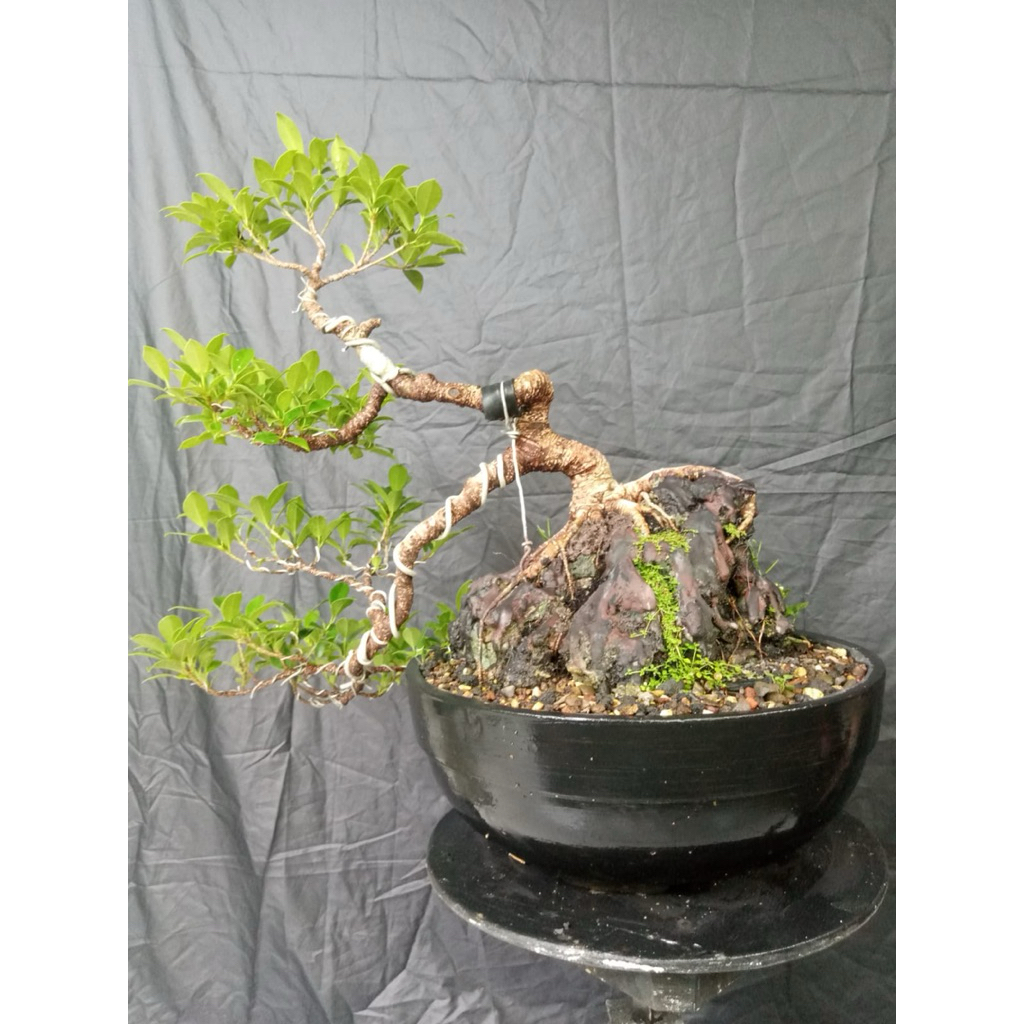 bonsai beringin kimeng on the rock