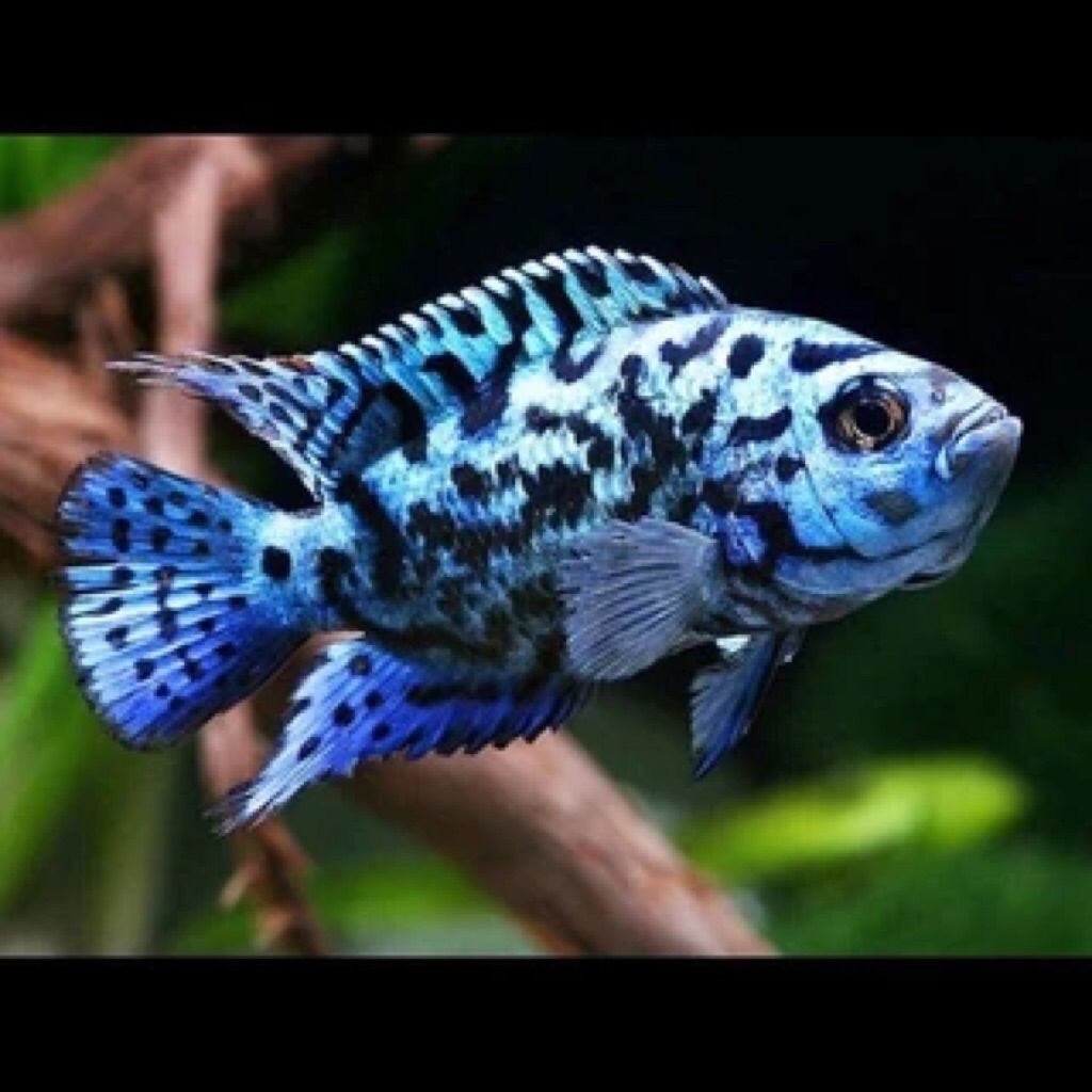 Kebutuhan Aquarium Ebjd