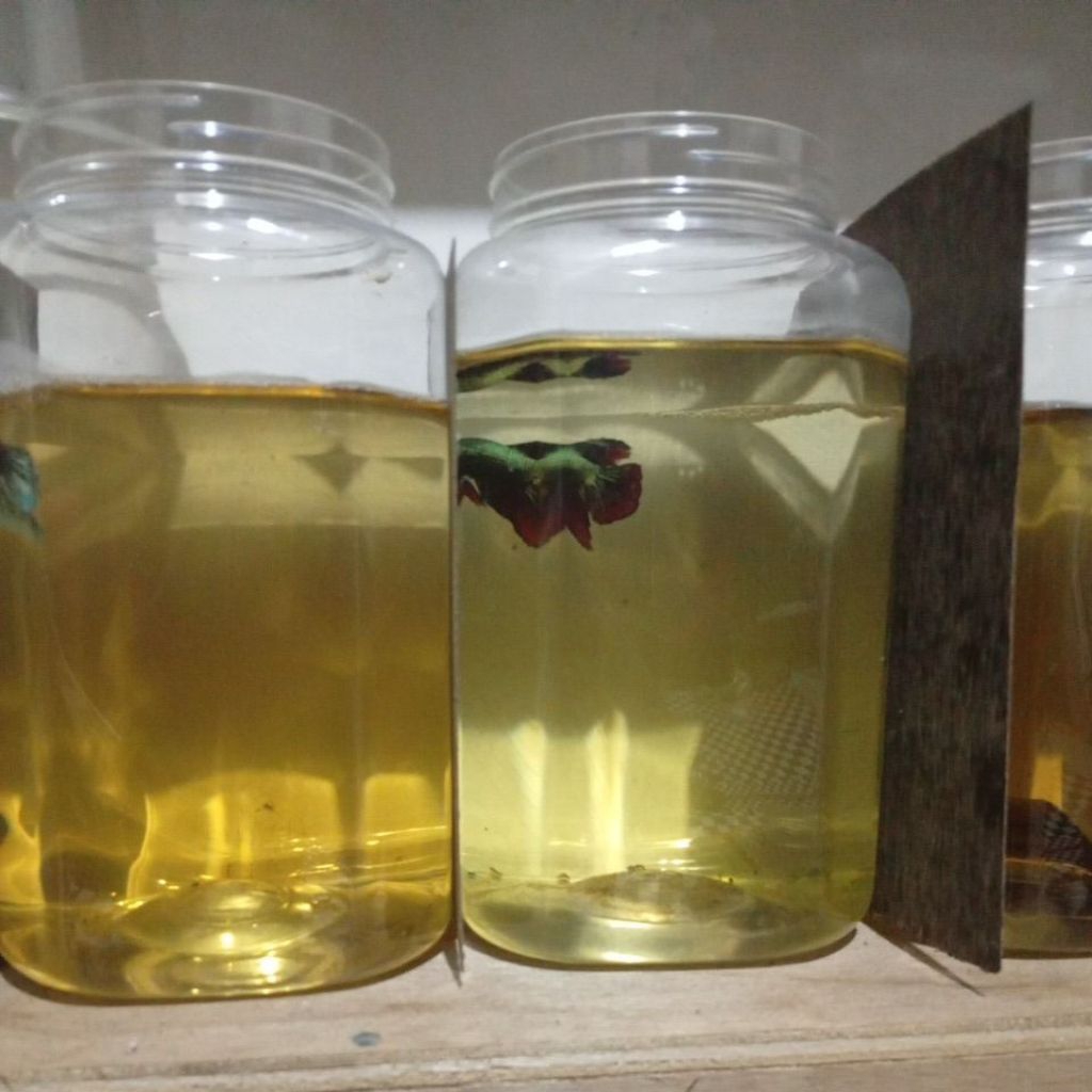 perlengkapan aquarium