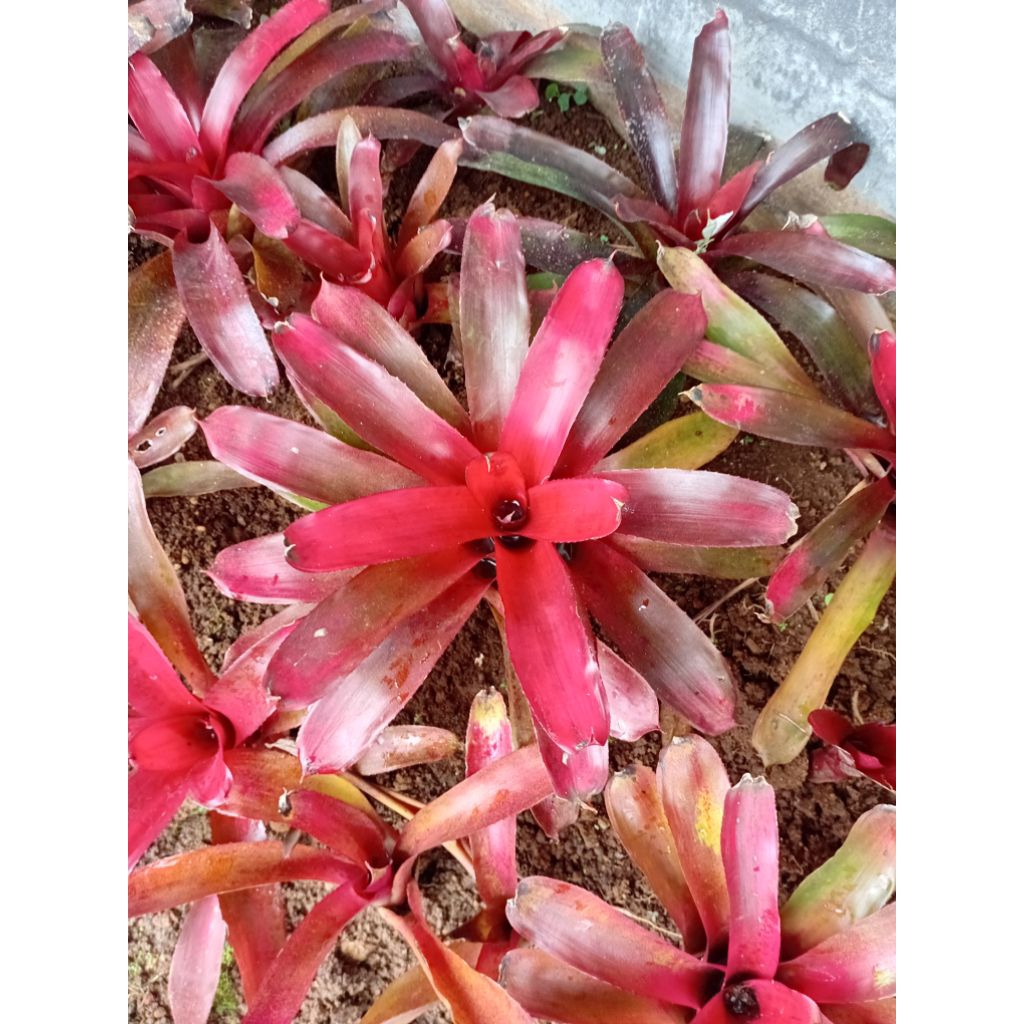 tanaman hias bromelia merah jumbo