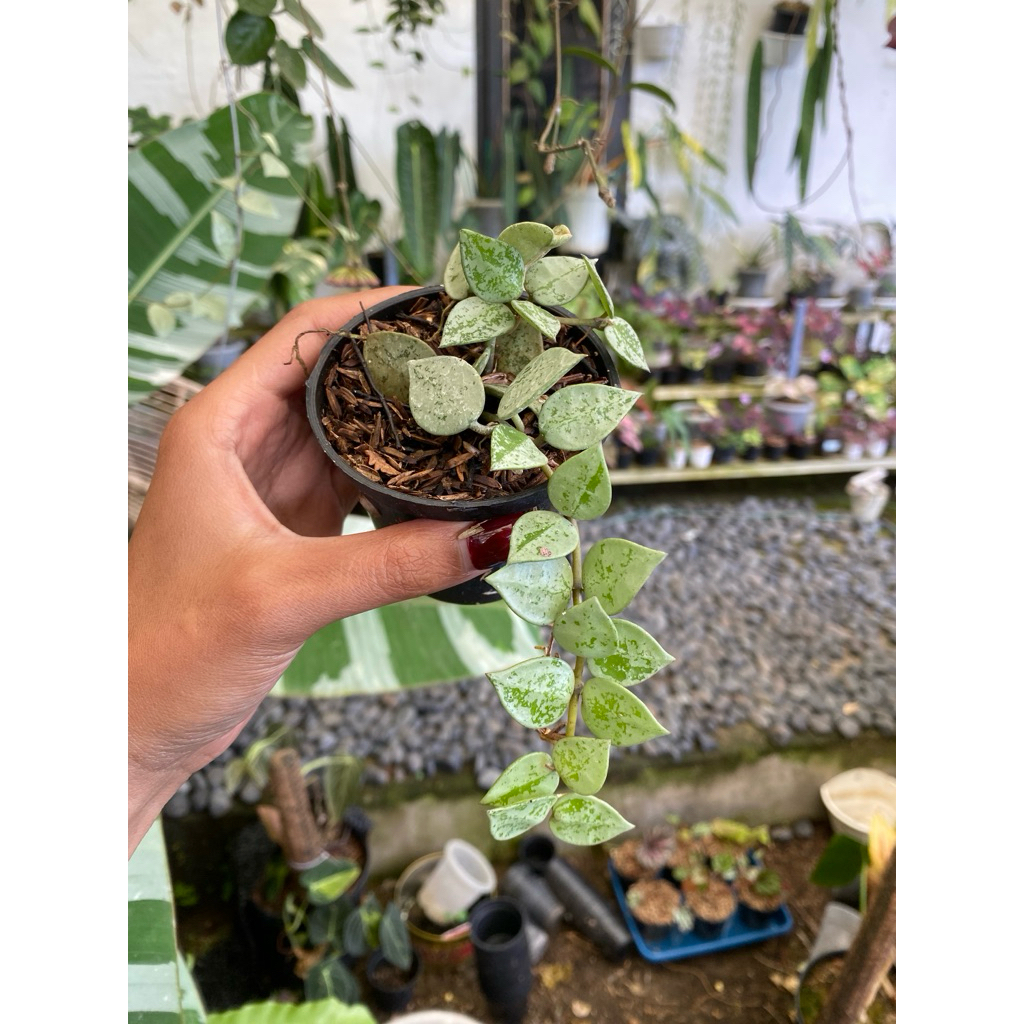 hoya lacunosa eskimo