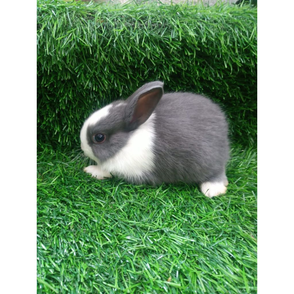 anakan kelinci dutch 1 pasang
