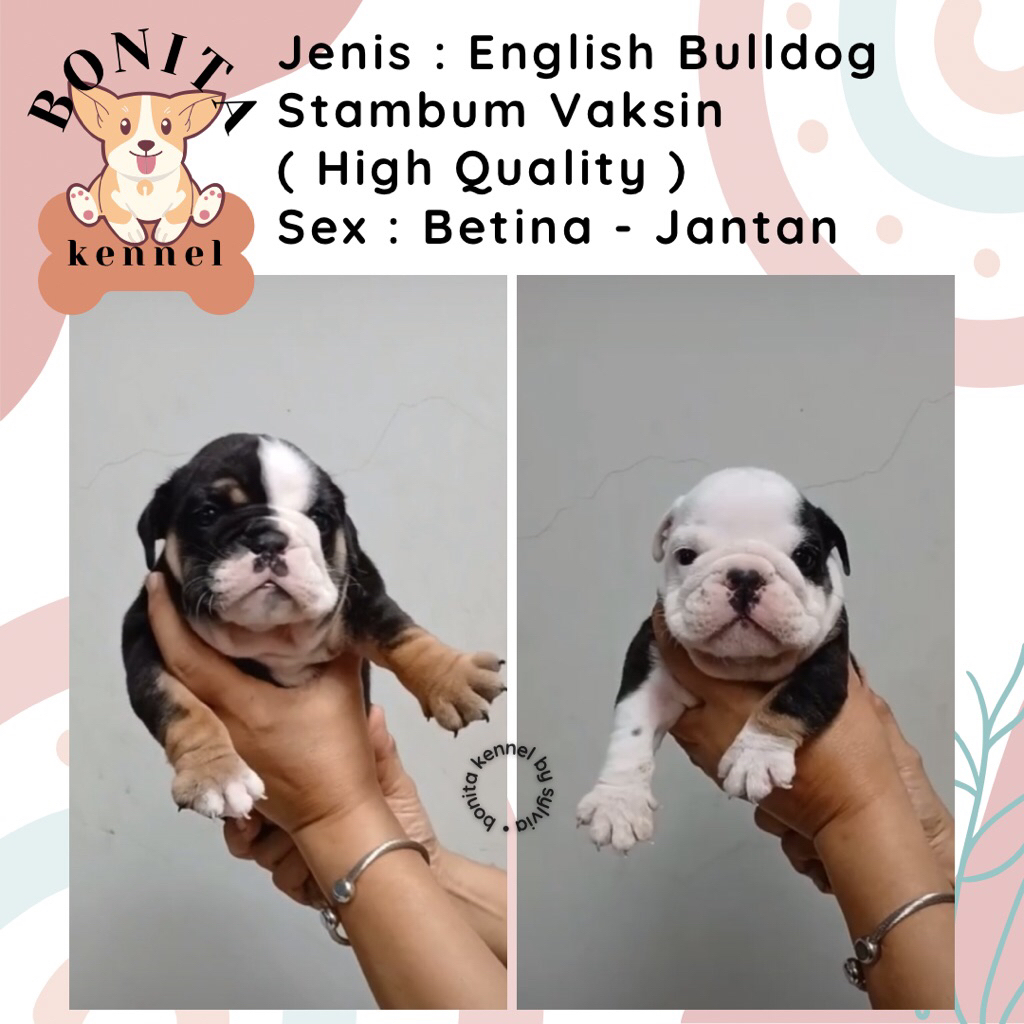 English Bulldog Stambum Anjing English Bulldog Jantan Betina