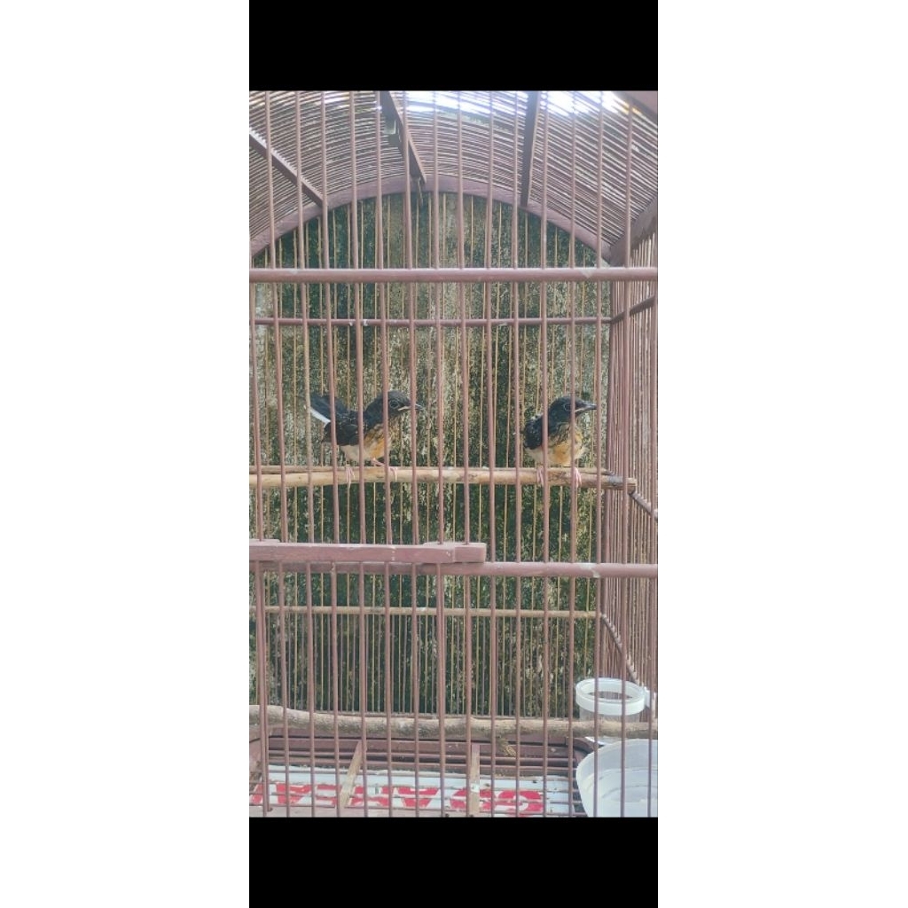 Murai batu Medan trotol