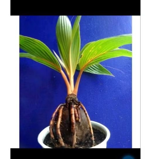 Bibit kelapa bonsai kelapa pendek berbuah 3-4 taahun