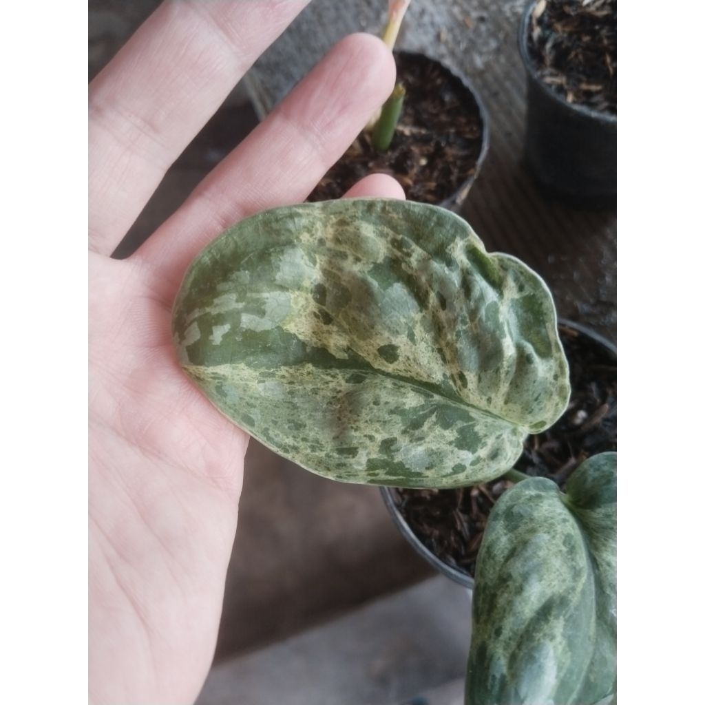 scindapsus varigata No id