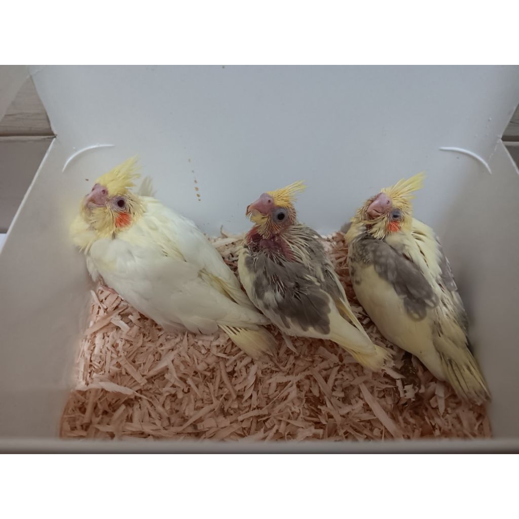 Lolohan/Baby/Falk/Parkit Australia/Lolohan Falk/Baby Falk/Anakan Falk/Grey/Pearl/Pied/Lutino/Albino/