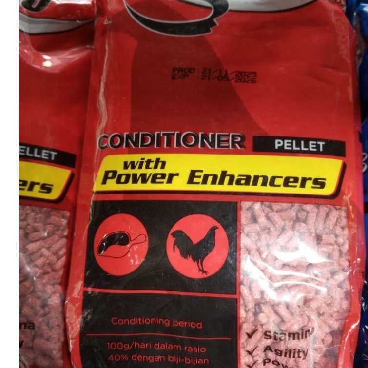 PAKAN SALTO CONDITIONER BERKUALITAS Sebelum tanding #salto #conditioner