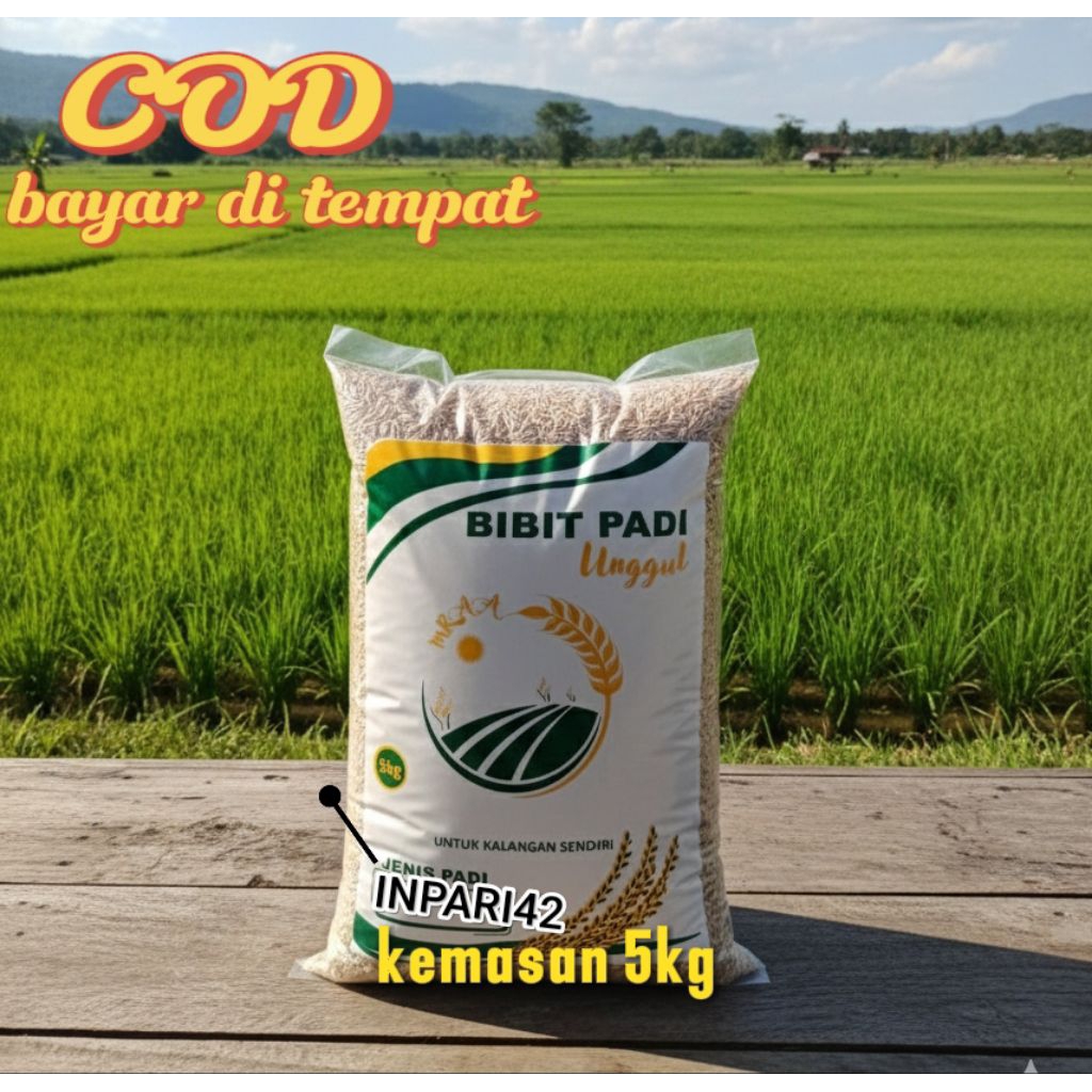 INPARI42JUMBO BENIH PADI UNGGUL KUALITAS PREMIUM KEMASAN5KG