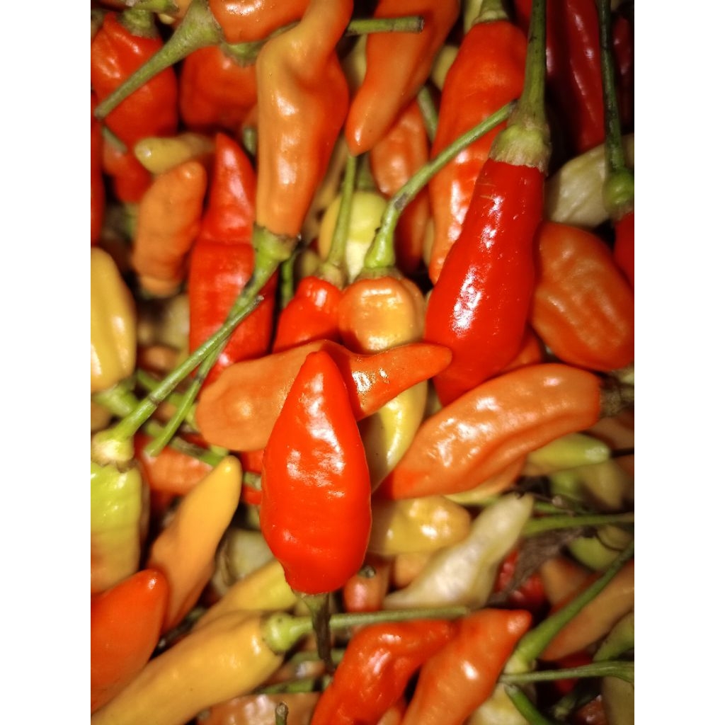Cabai Rawit Merah Fresh / Lombok Rawit 1kg