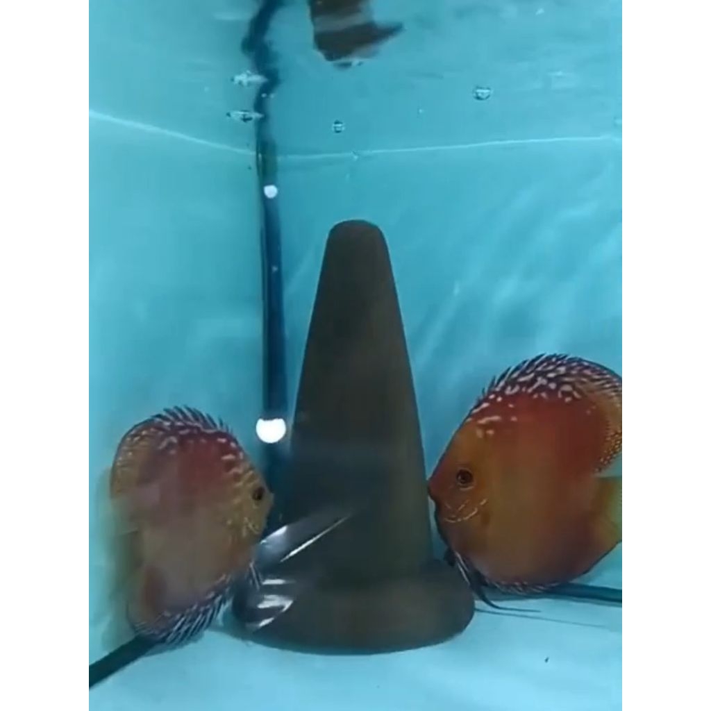 Pair Mallboro HB Discus