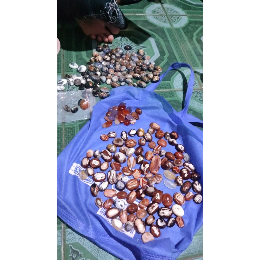 pirus mesir ceplok kuro