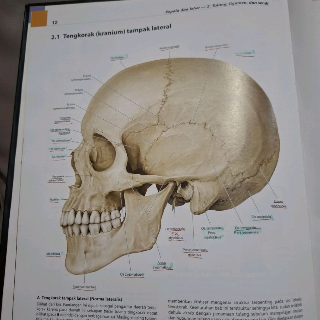 Prometheus Kepala leher dan neuroanatomi Edisi ke 3 ketiga - buku kedokteran umum bekas original