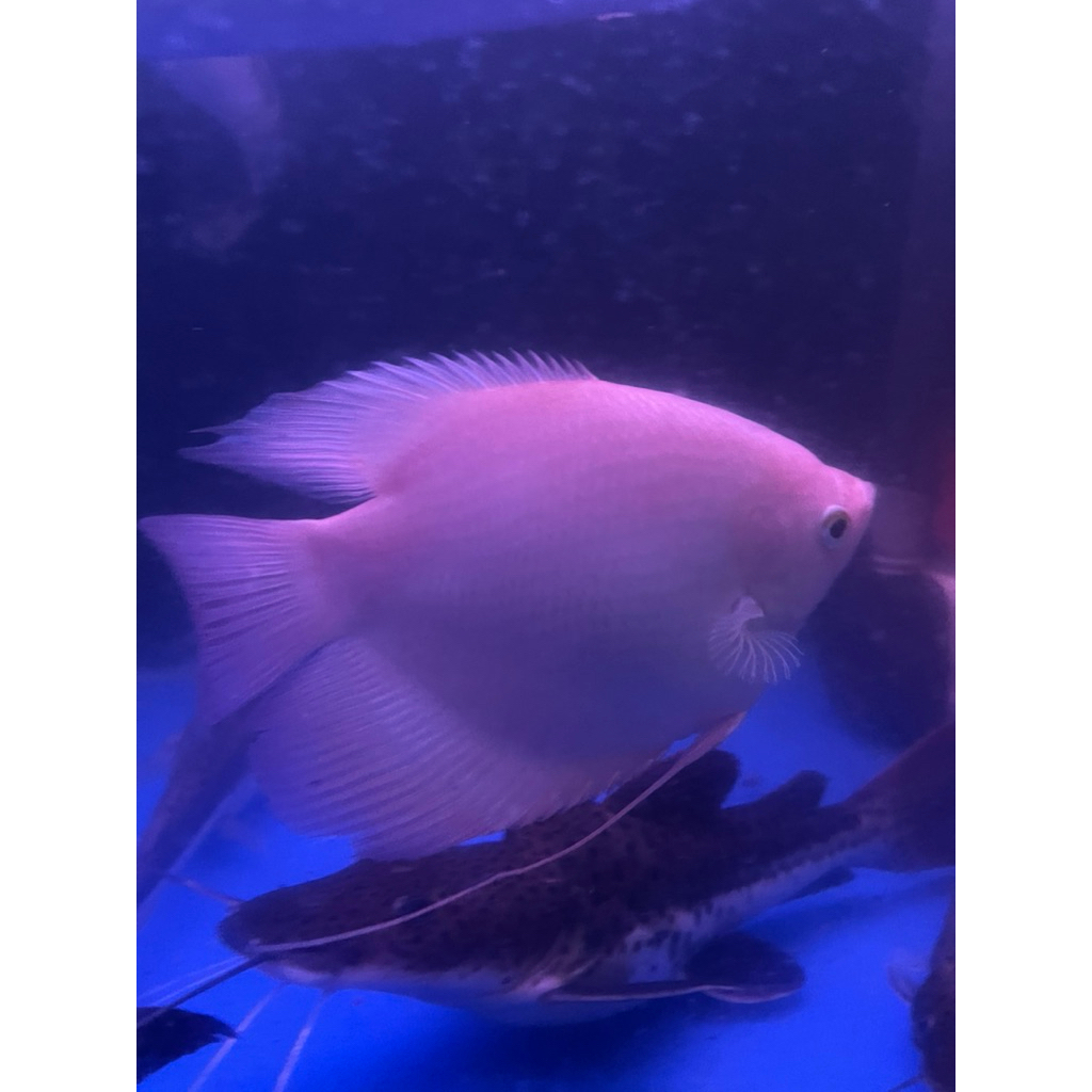 Ikan Gurame Padang SB (gurame padang SB perfect)