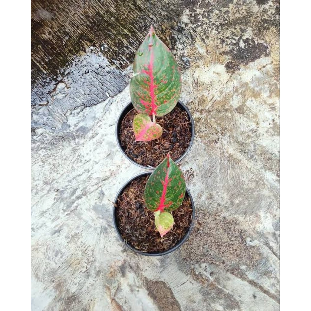 Baby/Anakan Aglonema Red Stardust termurah