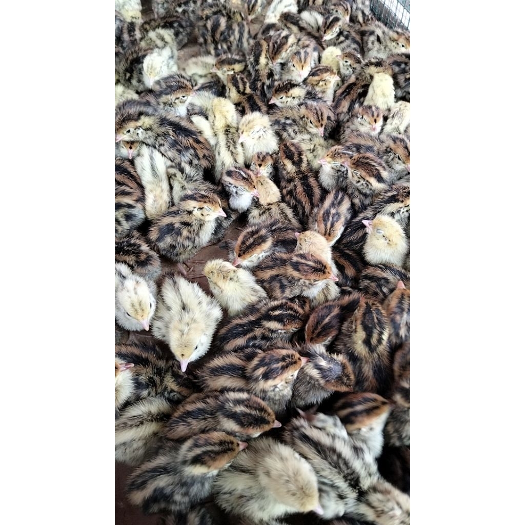 [Grosir] Burung Puyuh Kecil Hidup - Anakan Puyuh Hidup - Puyuh DOQ