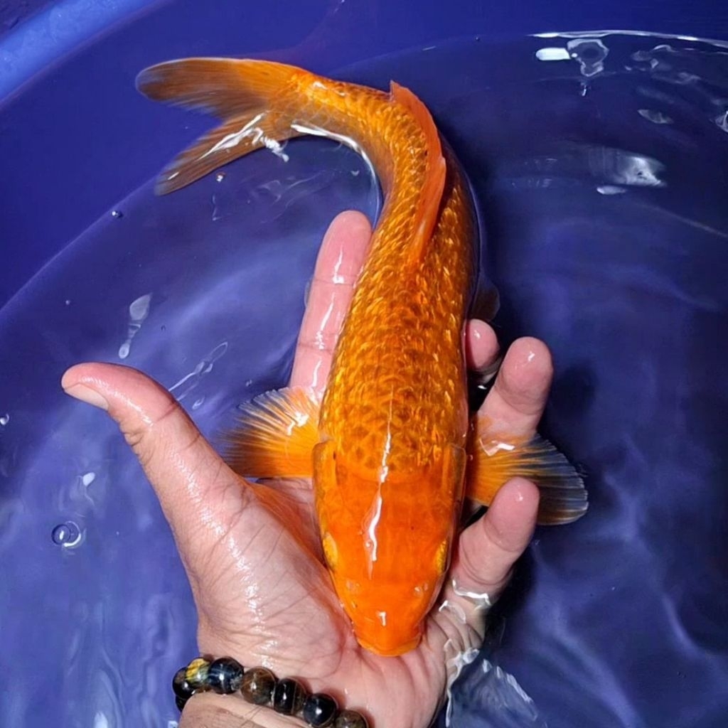 Ikan Koi Blitar Jenis Chagoi Rumah / Koi Jakarta / kode 0018