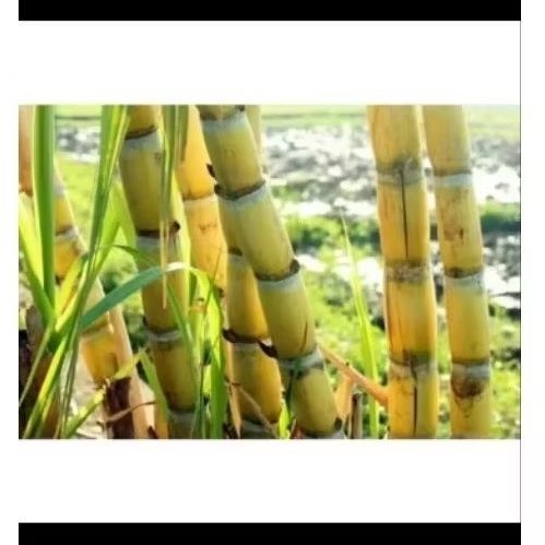 Tebu Kuning Manis Segar 1kg, Siap untuk Dikonsumsi atau Dijadikan Bibit