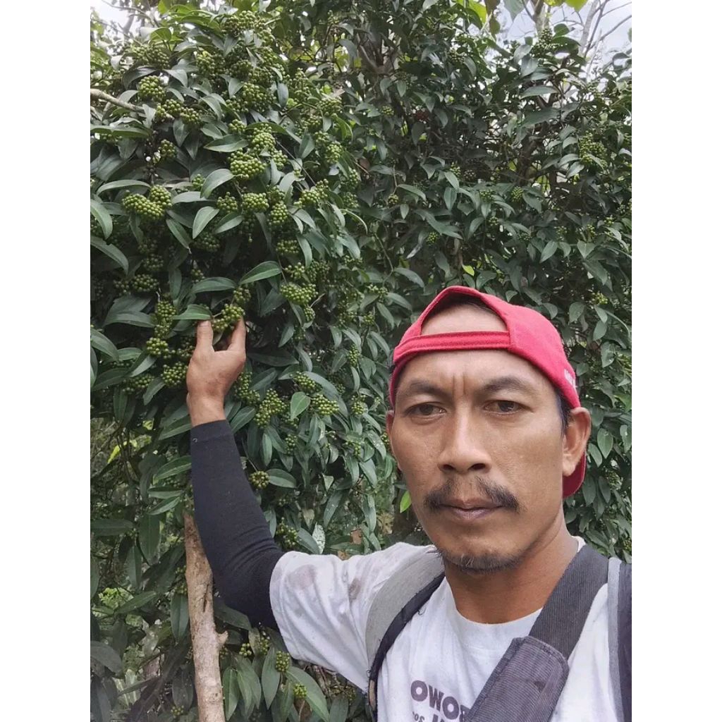 bibit kemukus super.dari seler solor