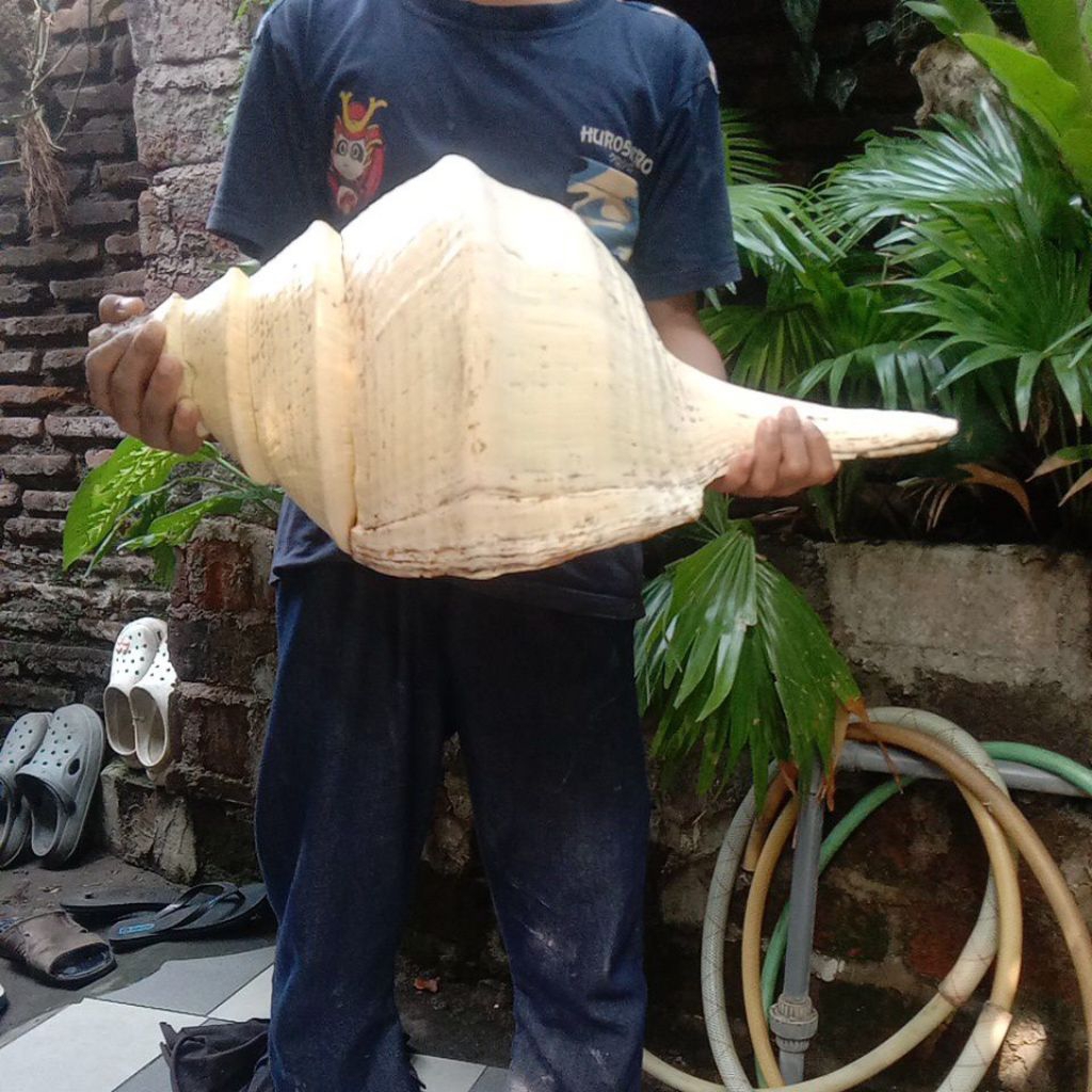 Kerang Triton Purba Raksasa Peninggalan Belanda