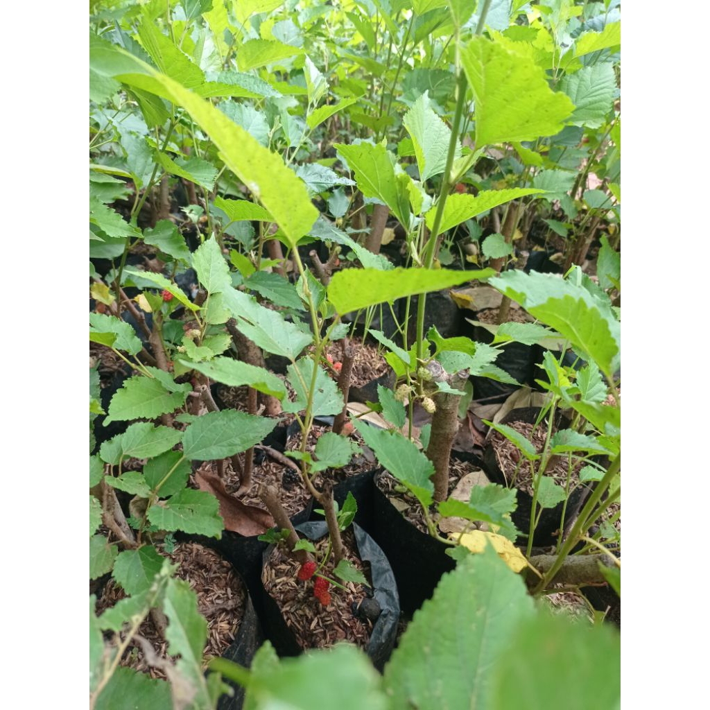 Bibit tanaman buah murbei siap tanam | tanaman buah murbei