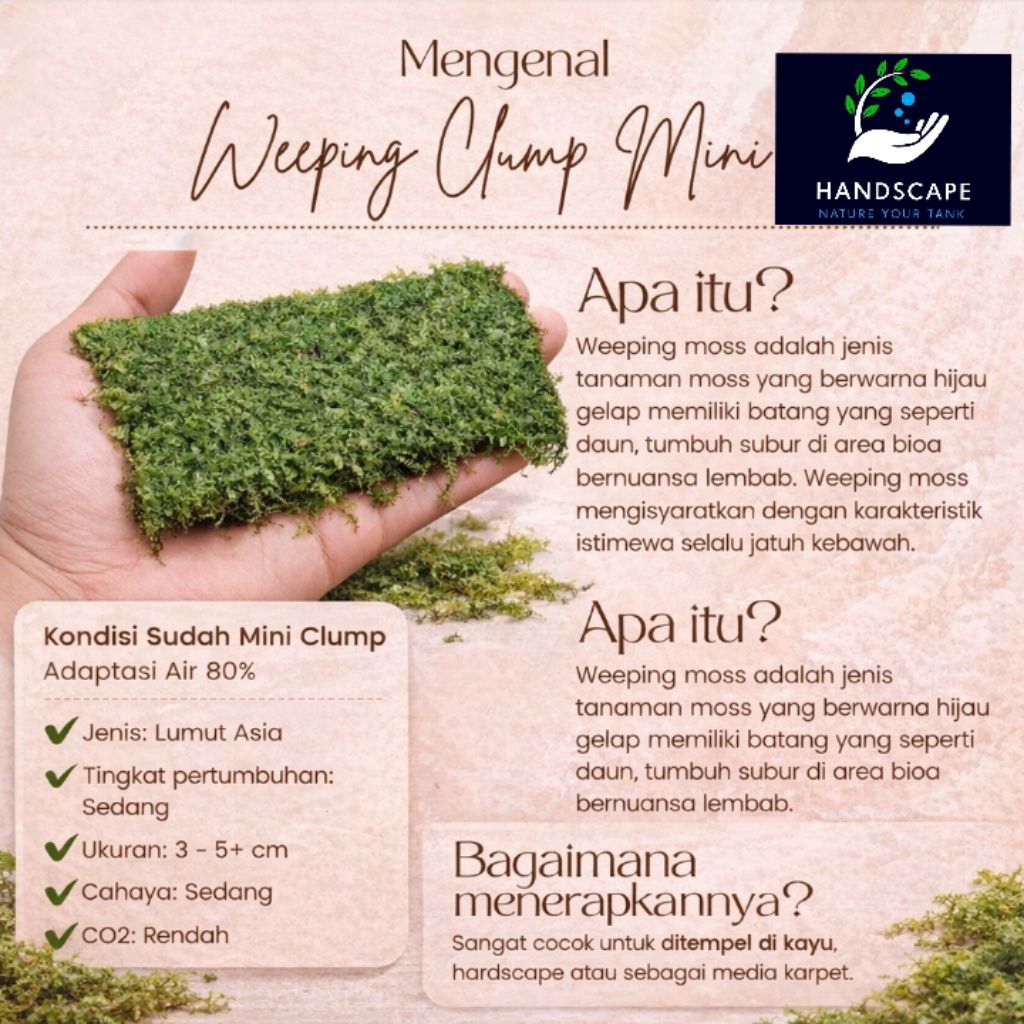 Moss Weeping Aquascape dan Terrarium Porsi Mika Weeping Clump Mini Lumut Asia Adaptasi Air 80% Tingk
