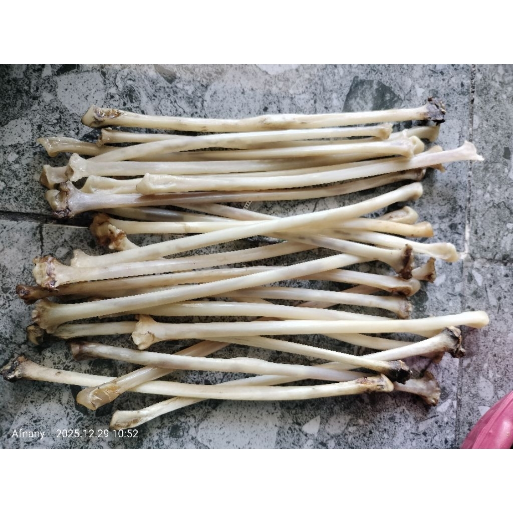 TULANG KALONG BAHAN ONCE