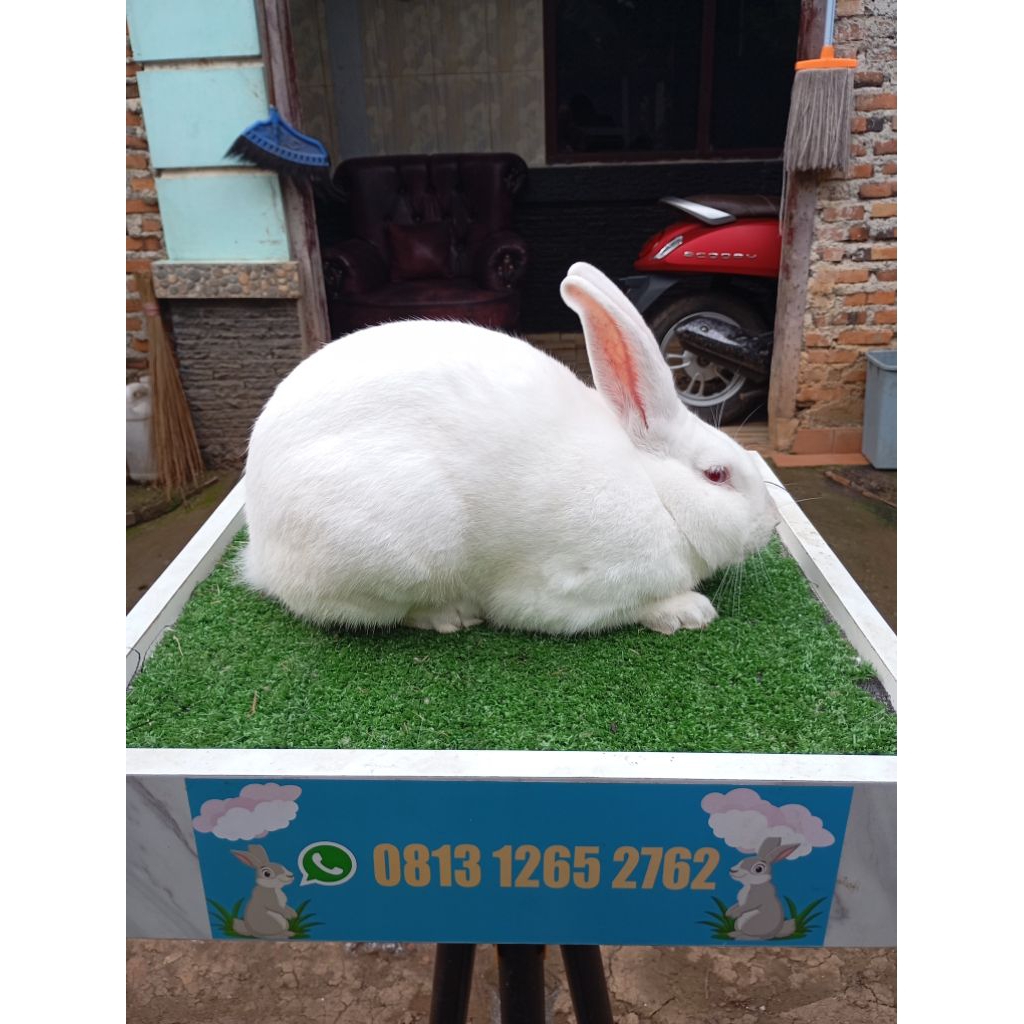 kelinci New Zealand (NZ)