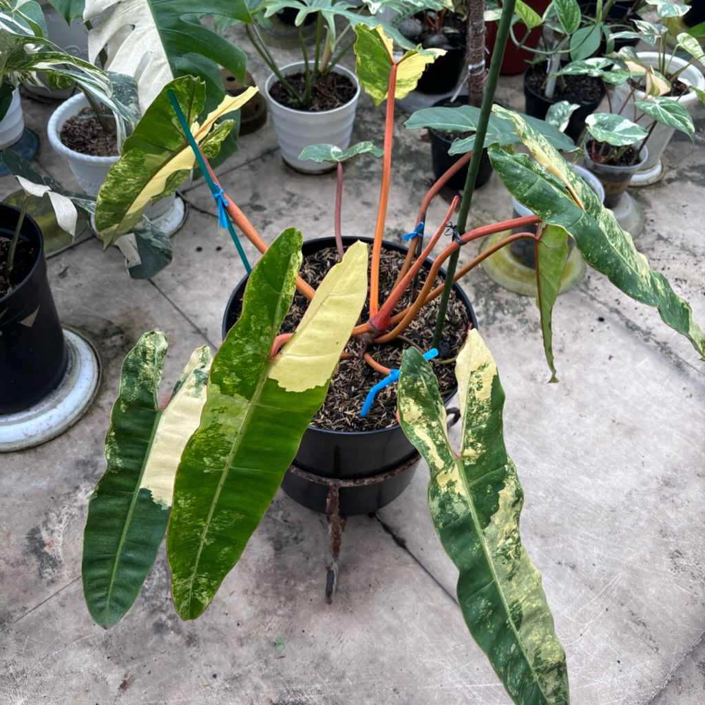 Philodendron Billietiae Variegata - 9 Daun